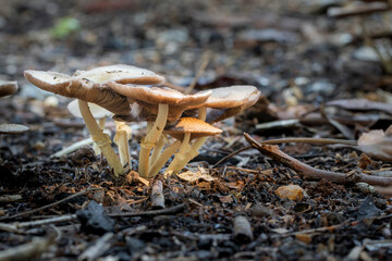 Brazilian Mushroom
This plant is very common in brazilian savannah.