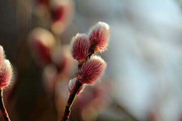 red pussy willow,flower pollen and bud