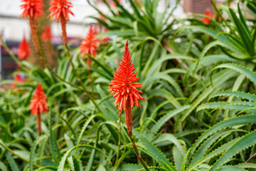 Aloe blooms in urban botanical garden. Beautiful red flowers