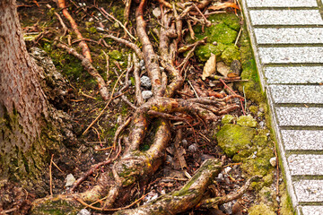 Tangled tree roots within the street sidewalk pavement