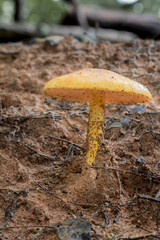 Brazilian Mushroom
This plant is very common in brazilian savannah.