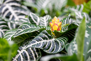 Aphelandra blooming with yellow flowers