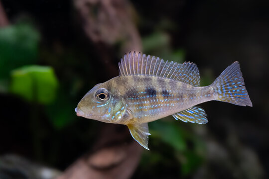 Geophagus mirabilis, aquarium eartheater fish, Mato Grosso, Amazonas, Brazil