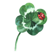 Four-leaf clover with ladybug on it. Watercolor illustration isolated on white background. Saint St Patrick Day good luck symbol. For decoration, flyers, design © Elena