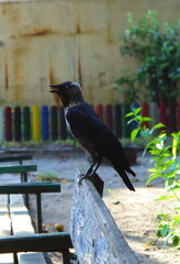 crow on the fence