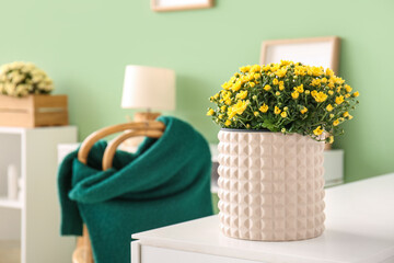 Pot with beautiful chrysanthemum flowers on white table in living room, closeup