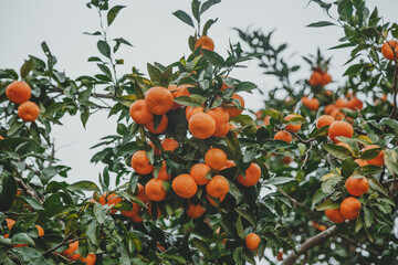 many tangerines growing on a tangerine tree in the garden
