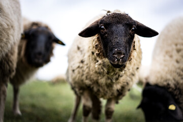 Staring Sheep