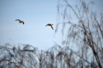 Zwei freie Gänse Vögel fliegen aufsteigend am klaren blauen Himmel über unscharfen Winter Bäumen in Deutschland