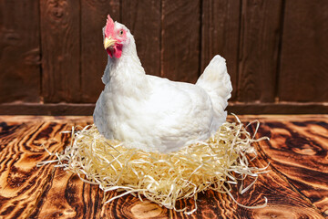 Chicken hatching her eggs in nest coop