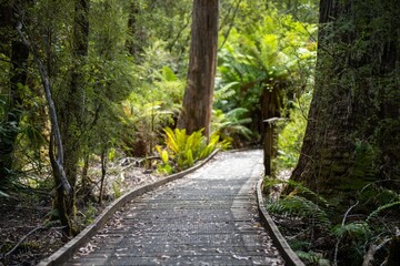 boardwalk walking track in a national park in tasmania australia in spring