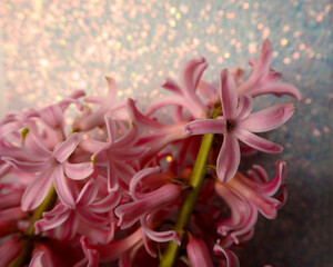 pink hyacinth flowers on a blue background. poster calendar. congratulations . copy space. front view