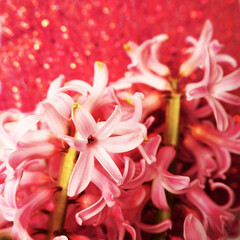 pink hyacinth flowers on a shiny pink background. holiday. calendar poster. spring . copy space. Mother's day, birthday. front view