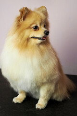 close up of a cute muzzle of a red colored Pomeranian Spitz with an open mouth sits on a grooming table on a gray background. pet after grooming. brushing the dogs