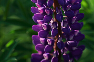 Purple Lupin flowers blooms in the field. Bunch of lupines summer flower background. Violet spring and summer flower. Pink flowers Lupine a green background. Lupinus. Fabaceae Family. Blooming lupine