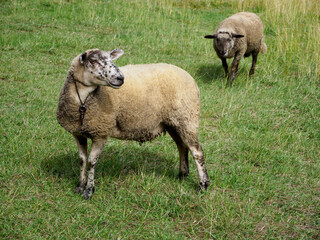 Two sheep in a meadow, one in the foreground with great detail, in a meadow feeding