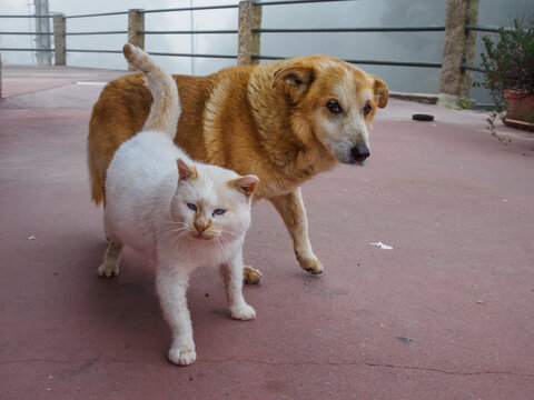 Older dog and cat who are two great friends, in the patio of their house