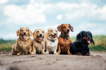 Group of dogs sitting on the road