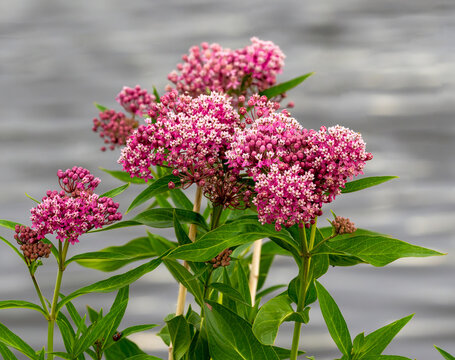 A cluster of Swamp Milkweed flowers at the peak of their blooming season in mid Summer.