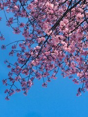 a branch of a flowering fruit tree of a delicate pink color on a blue background of a clear sky