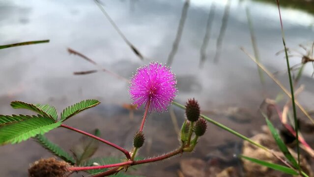 Mimosa pudica also called sensitive plant, sleepy plant, action plant