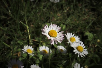 Obraz premium Flowers