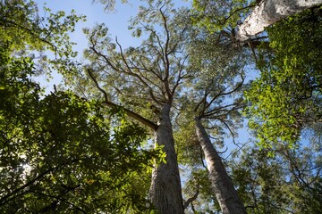 beautiful gum Trees and shrubs in the Australian bush forest. Gumtrees and native plants growing in Australia in spring