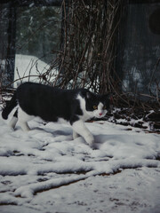 Laufende Katze im Schnee