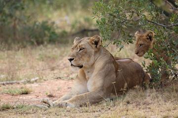 Afrikanischer Löwe / African lion / Panthera leo...