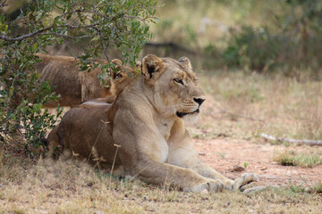 Afrikanischer Löwe / African lion / Panthera leo.