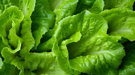 Close up of fresh frilled lettuce.