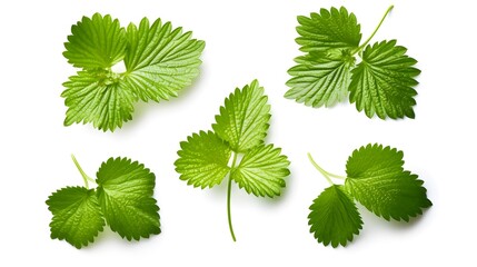 Collection strawberry leaves isolated on white background. Clipping path strawberry leaves. Coconut macro studio photo