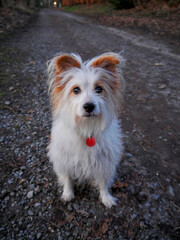 Süßer Hund guckt in die Kamera