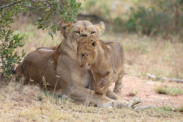 Fototapeta premium Afrikanischer Löwe / African lion / Panthera leo...