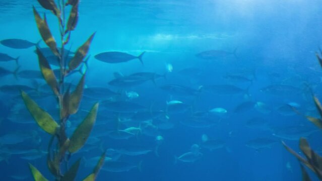 A view of a huge marine aquarium with shoals of fish slowly swimming in it. Marine animals in oceanarium.