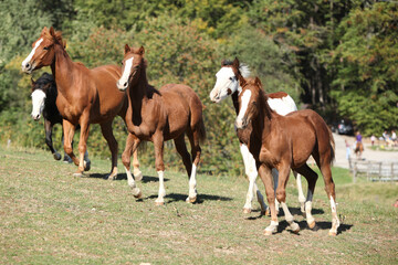 Naklejka na ściany i meble Group of young western horses moving