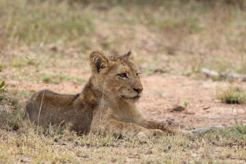 Afrikanischer Löwe / African lion / Panthera leo...