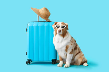 Cute Australian Shepherd dog in sunglasses with suitcase on blue background. Travel concept