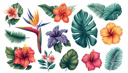Selbstklebende Fototapeten Tropical flowers, palm leaves, jungle leaf, bird of paradise flower, isolated on white background © Nob