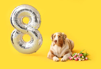 Cute Australian Shepherd dog with tulips and balloon in shape of figure 8 on yellow background....