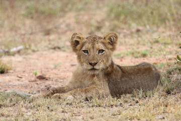 Afrikanischer Löwe / African lion / Panthera leo...