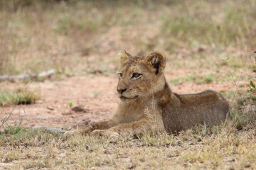 Afrikanischer Löwe / African lion / Panthera leo...