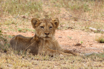 Afrikanischer Löwe / African lion / Panthera leo...