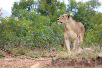 Afrikanischer Löwe / African lion / Panthera leo.