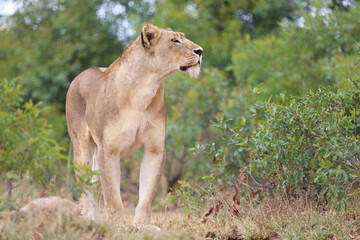 Afrikanischer Löwe / African lion / Panthera leo.
