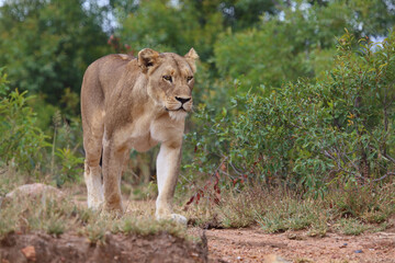 Afrikanischer Löwe / African lion / Panthera leo.