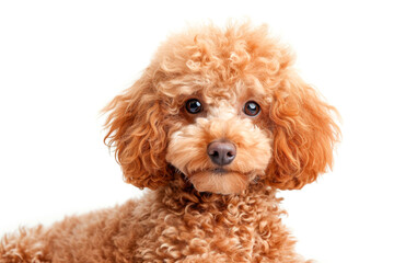 Portrait of an apricot poodle with curly fur looking at the camera against a white backdrop