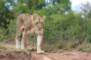 Afrikanischer Löwe / African lion / Panthera leo.