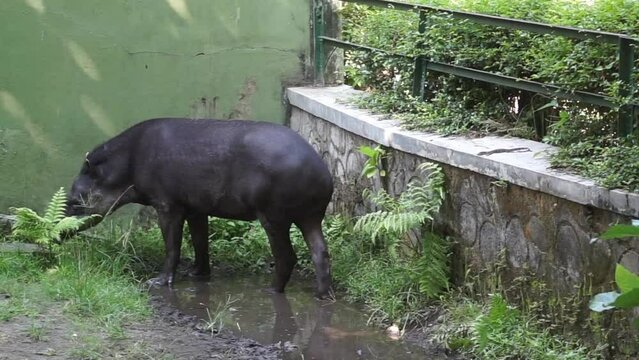 Footage of a baird tapir or Tapirus looking for food
at Gembiraloka Safari Park, Yogyakarta. Indonesia