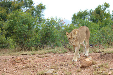Afrikanischer Löwe / African lion / Panthera leo.